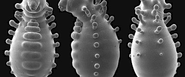 幼虫蚁后在迷幻的新显微镜图像中看起来像一个外星人娃娃