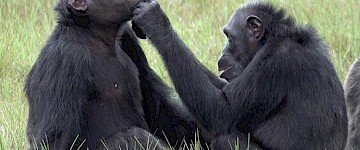 黑猩猩观察到将昆虫应用于伤口——一个潜在的药物案例？