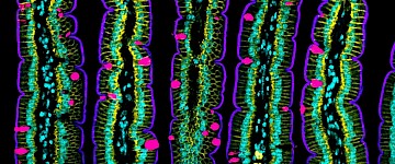 研究人员通过测量细胞力发现肠上皮如何折叠和移动