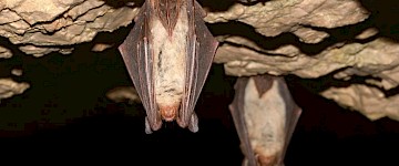 Batesian Mimicry：这些蝙蝠像黄蜂一样嗡嗡作响，吓跑捕食者