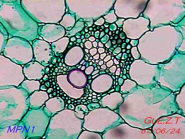植物细胞（维管束）单子叶植物茎横切的介绍