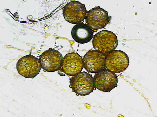 显微镜观察花粉粒