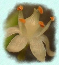 显微镜下花之美