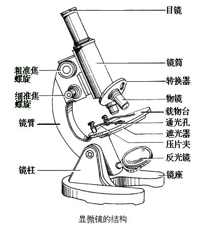 显微镜的结构 示意图图片
