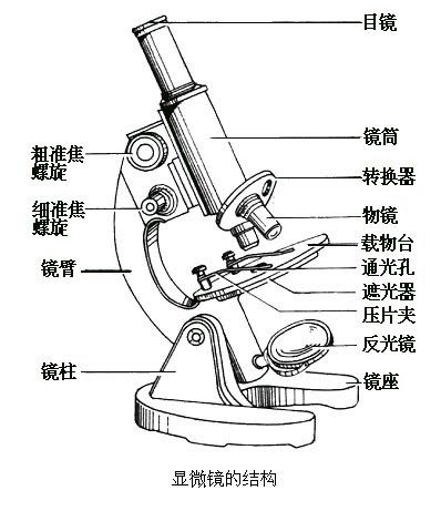 高倍显微镜结构示意图图片