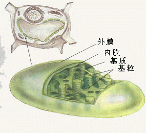 叶绿体膜结构图片