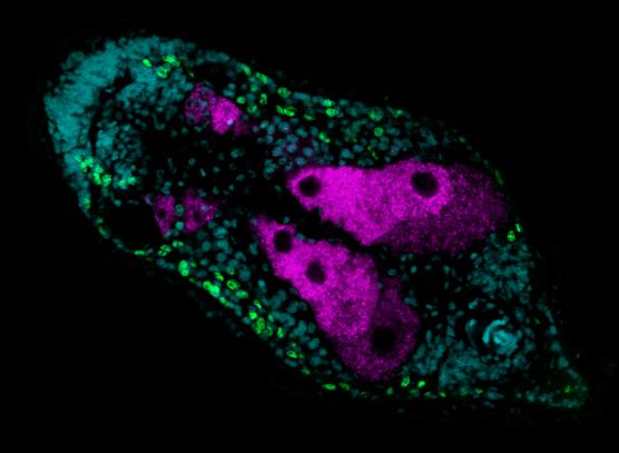 徕卡显微镜挪威海洋研究所的科学家解决进化的奥秘