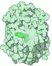 在生物研究中被广泛应用的GFP是什么?