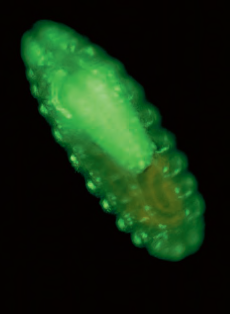 Leica研究级倒置生物显微镜DMI4000 B/DMI6000 B
