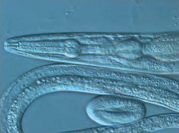 Leica研究级倒置生物显微镜DMI4000 B/DMI6000 B