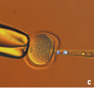 Leica研究级倒置生物显微镜DMI4000 B/DMI6000 B