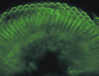 Leica研究级倒置生物显微镜DMI4000 B/DMI6000 B