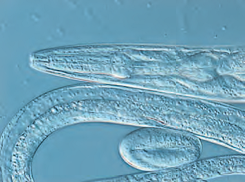 Leica研究级倒置生物显微镜DMI4000 B/DMI6000 B