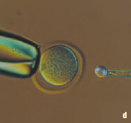 Leica研究级倒置生物显微镜DMI4000 B/DMI6000 B