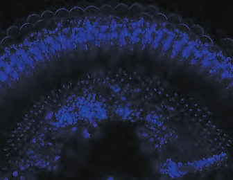 Leica研究级倒置生物显微镜DMI4000 B/DMI6000 B