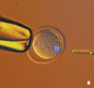 Leica研究级倒置生物显微镜DMI4000 B/DMI6000 B