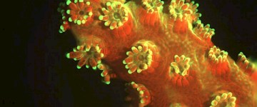显微镜下的珊瑚,精彩绝伦的色彩