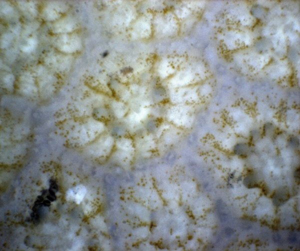 轻吻与杀戮：显微镜下珊瑚的秘密世界