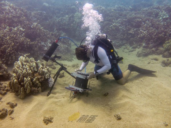 轻吻与杀戮：显微镜下珊瑚的秘密世界
