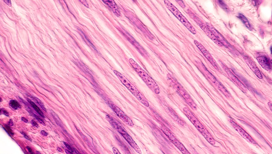 生物显微镜拍摄的人体肌肉细胞组织