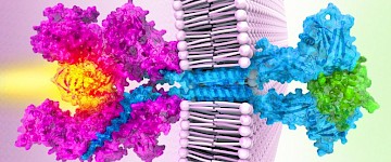 历时20年科学家终于解决了Janus激酶的全长结构