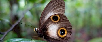 蝴蝶眼点纹重用了设计天线、腿和翅膀的基因网络
