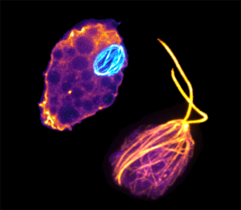 Naegleria gruberi 变形虫细胞