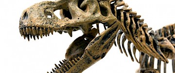 霸王龙骨骼残骸揭示霸王龙可能有3个不同的物种