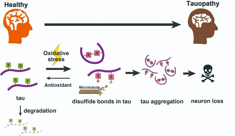 Tauopathies 中的有毒 Tau 积累