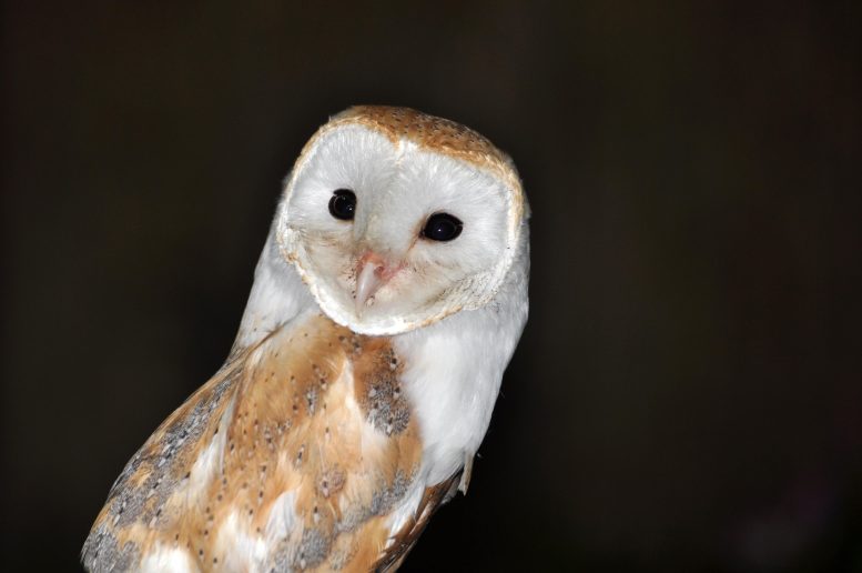谷仓猫头鹰（Tyto alba）