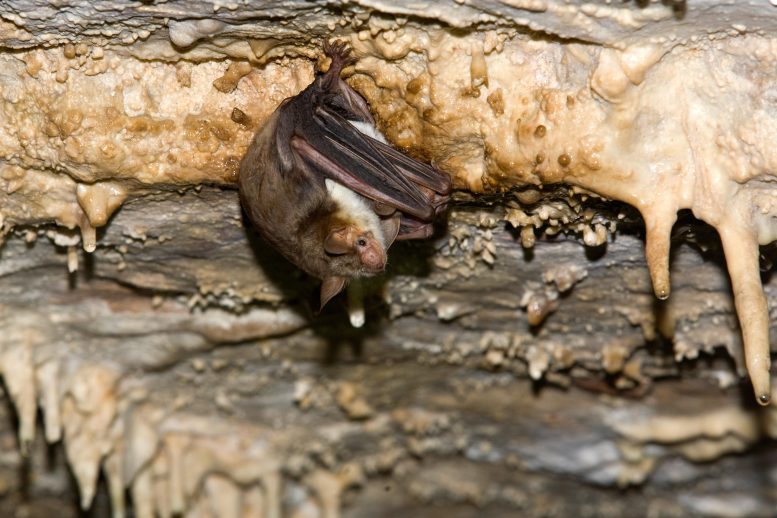 大鼠耳蝙蝠 (Myotis myotis)